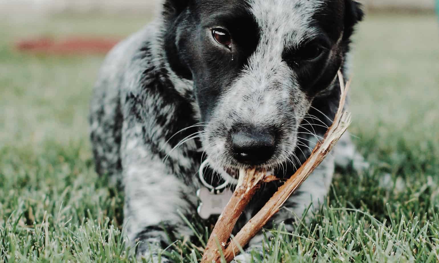 Why Does My Dog Eat Everything? A Guide To Canine Pica