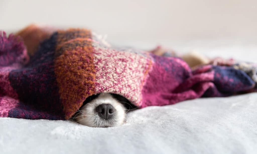 Sensory exploration: a dog's love for blanket licking