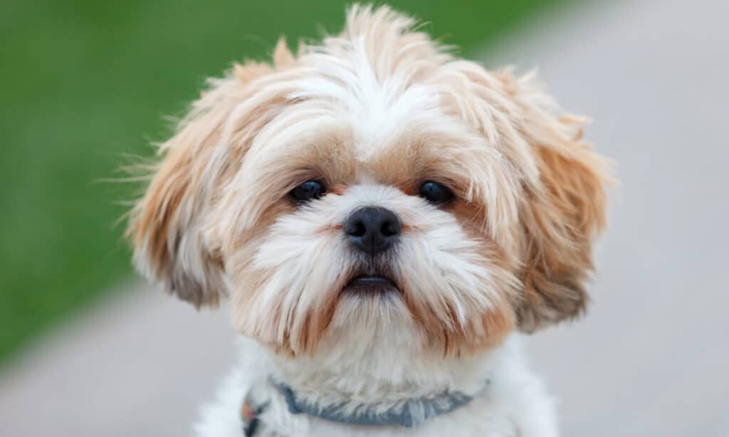 Shih Tzu has a short face and this can cause occasional snorting and sneezing
