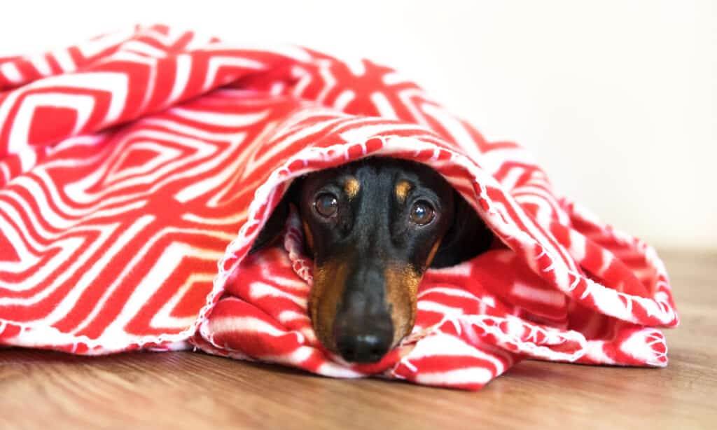 The blanket conundrum: unraveling why dogs lick them