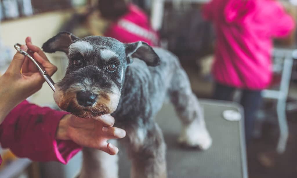 why is dog itching after grooming cute schnauzer getting groomed