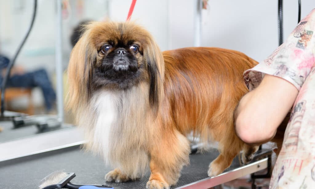why is dog my itchy after grooming pekingese getting groomed