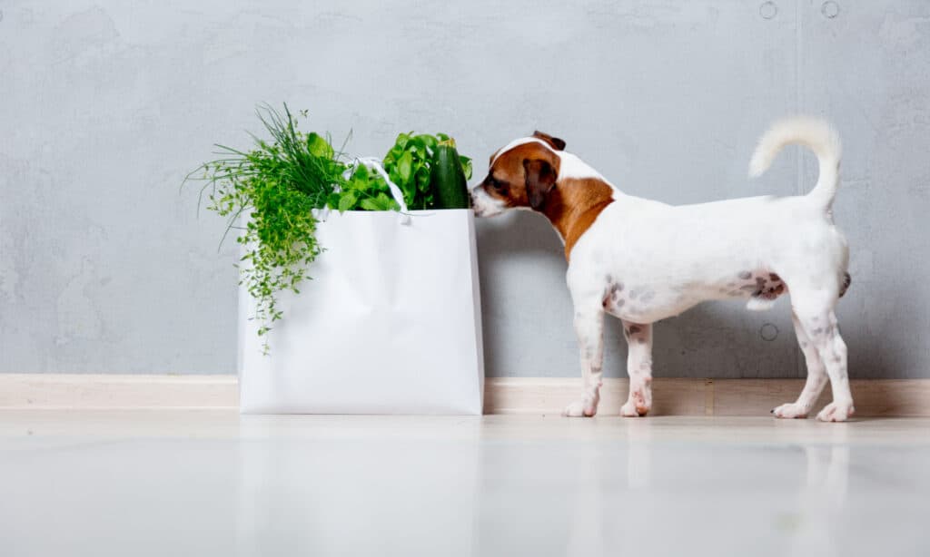 is cilantro good for dogs