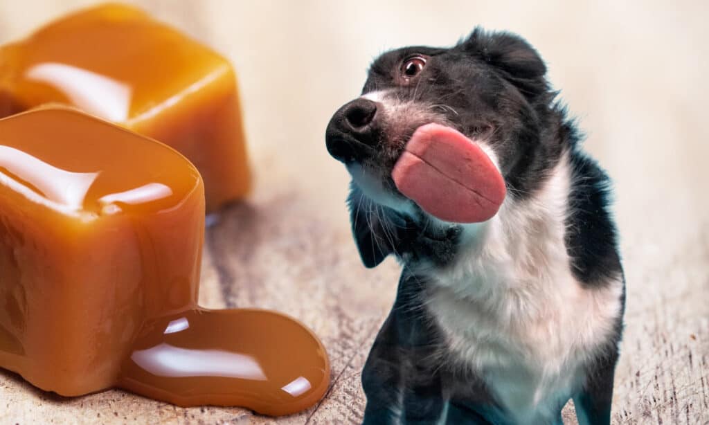 can my dog eat caramel