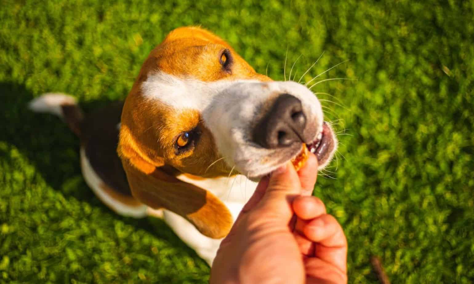 Refining A Caramel Apple Sauce Recipe For Dogs photo