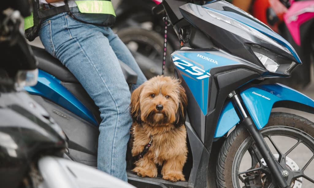 motorcycle carriers for small dog