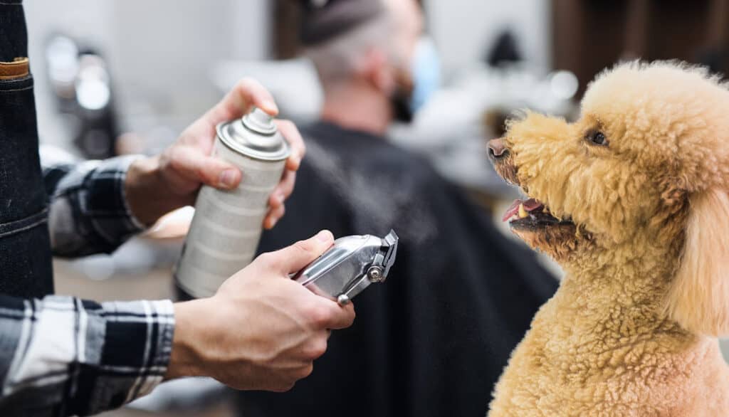 grooming schedule for dogs
