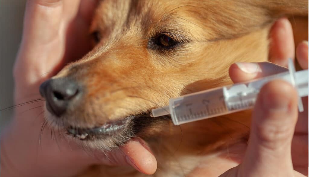 administering saline to dogs