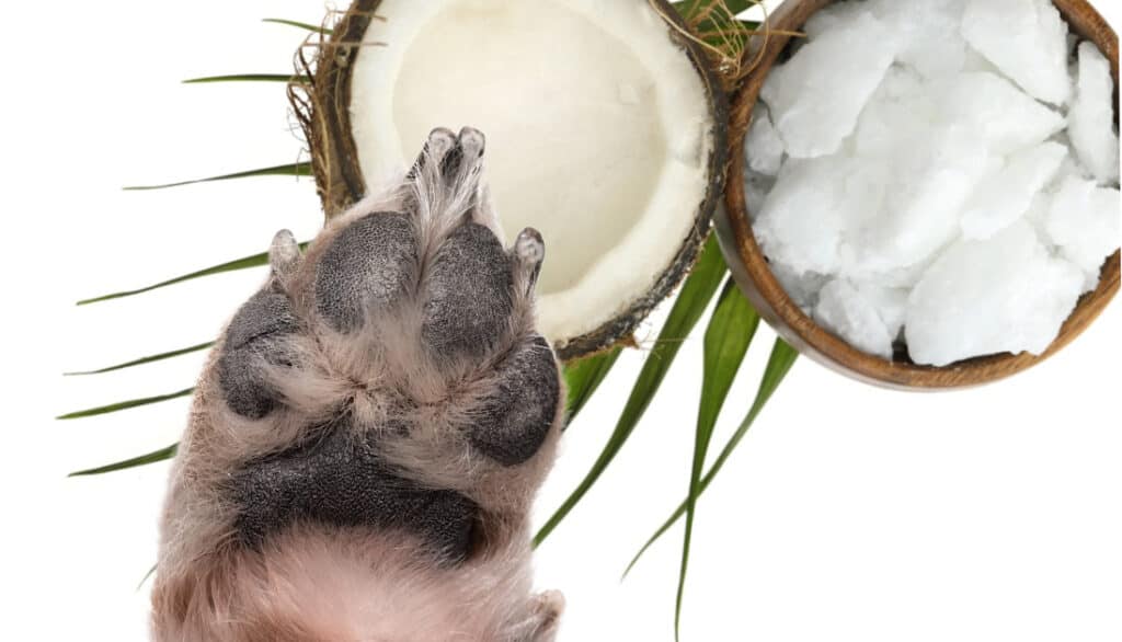 Can I Put Coconut Oil On My Dog's Paws? What If They Lick It Off?