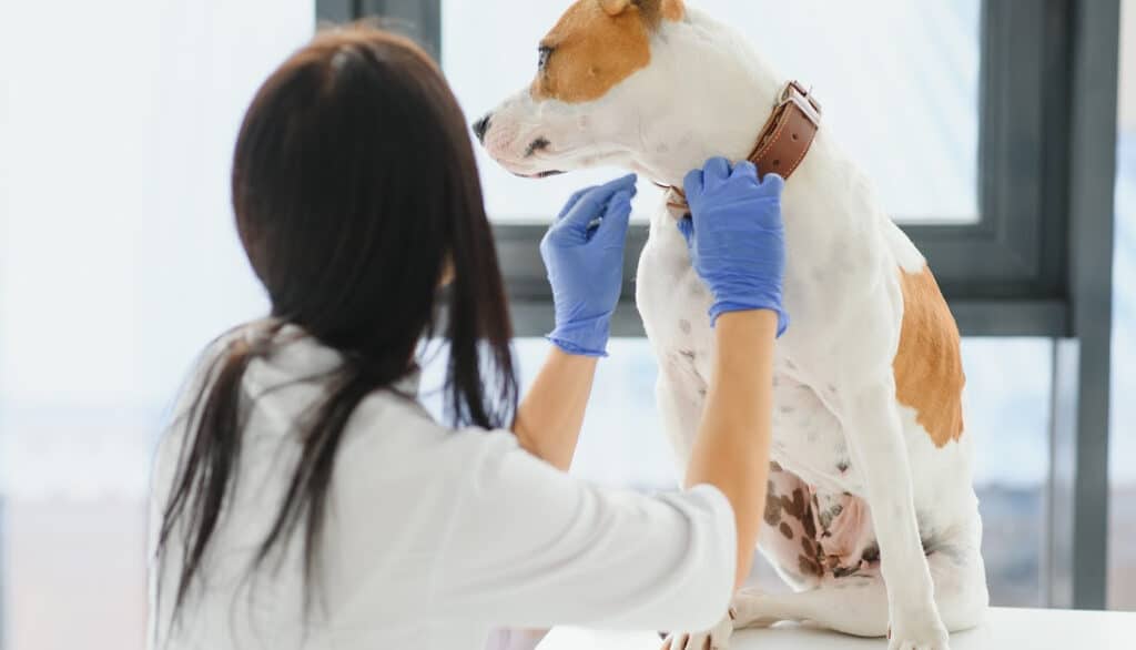 cleaning dog wound with saline