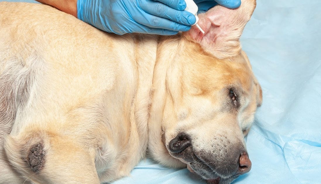 Can You Use Saline Solution on Dogs? Expert Answers