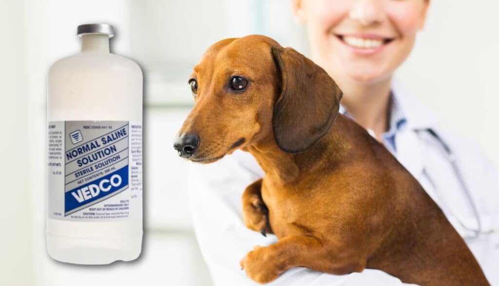 can-you-use-saline-solution-on-dogs-expert-answers