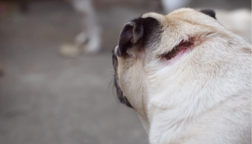 pug with superficial wound on neck
