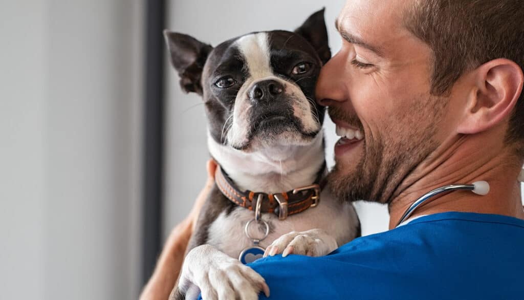 vet with boston terrier