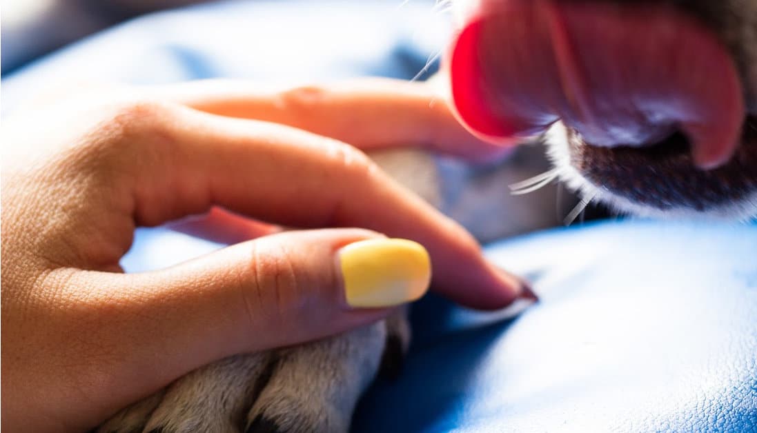 Can I Put Coconut Oil On My Dog's Paws? What If They Lick It Off?