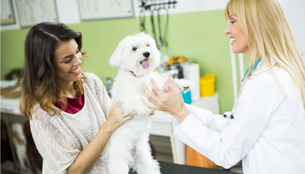 white dog at the vet