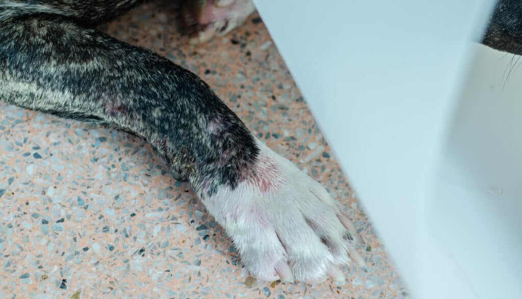 wound on dog paw lick granuloma
