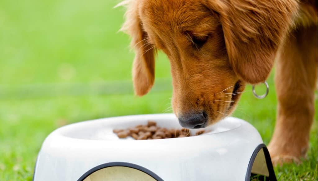 golden retriever sniffing food in its bowl