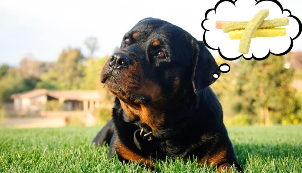 picture of rottweiler daydreaming about veggie straws