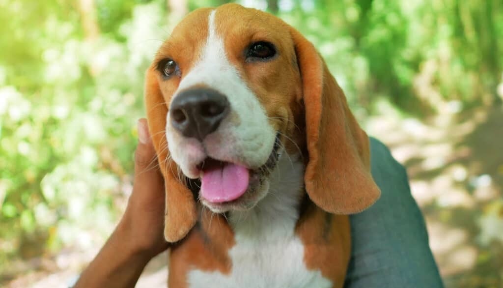 picture of happy beagle