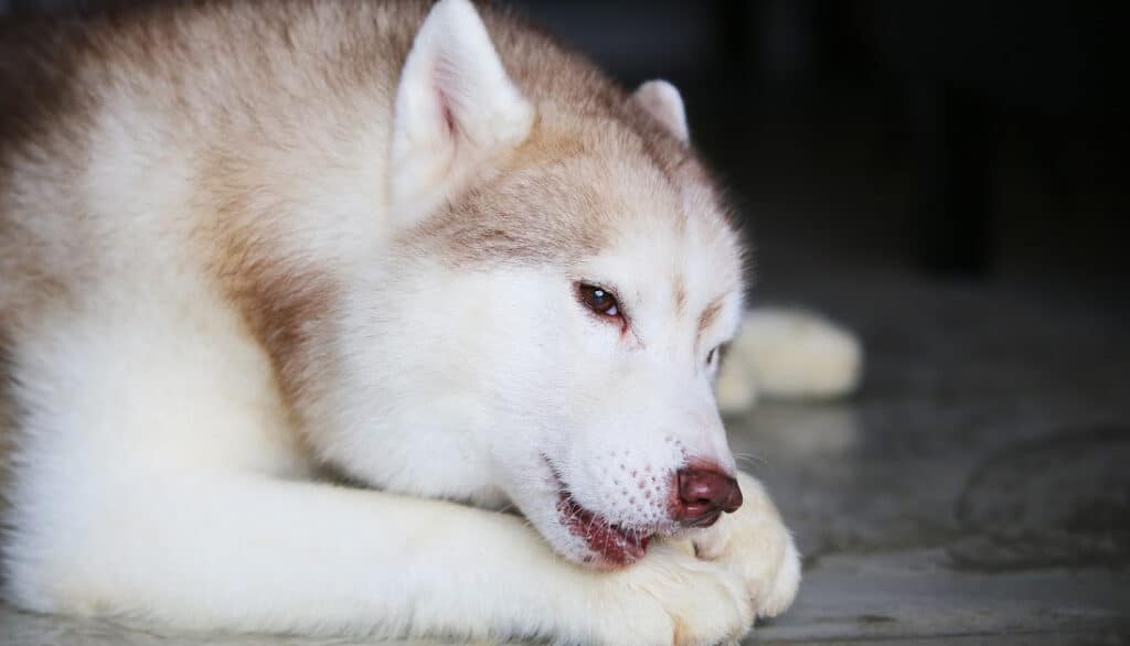 picture of dog chewing on a snack