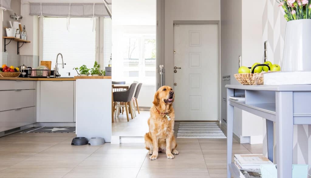 golden retriever sitting in a kitchen