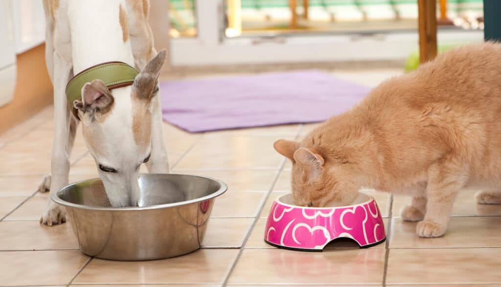 dog and cat eating out of their bowls