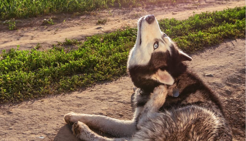 husky scratching neck and ear
