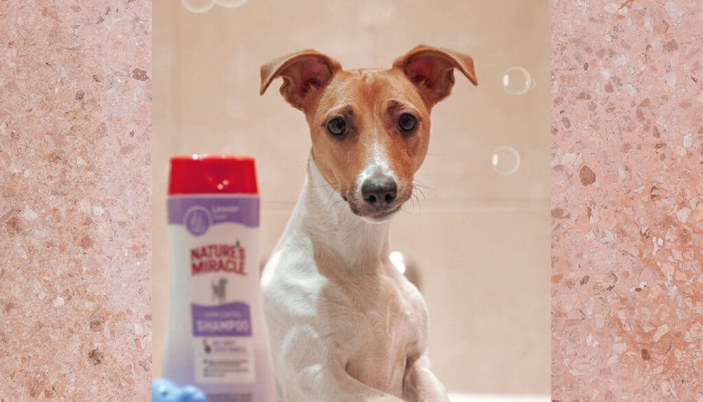 picture of tan and white dog with nature's miracle dog shampoo
