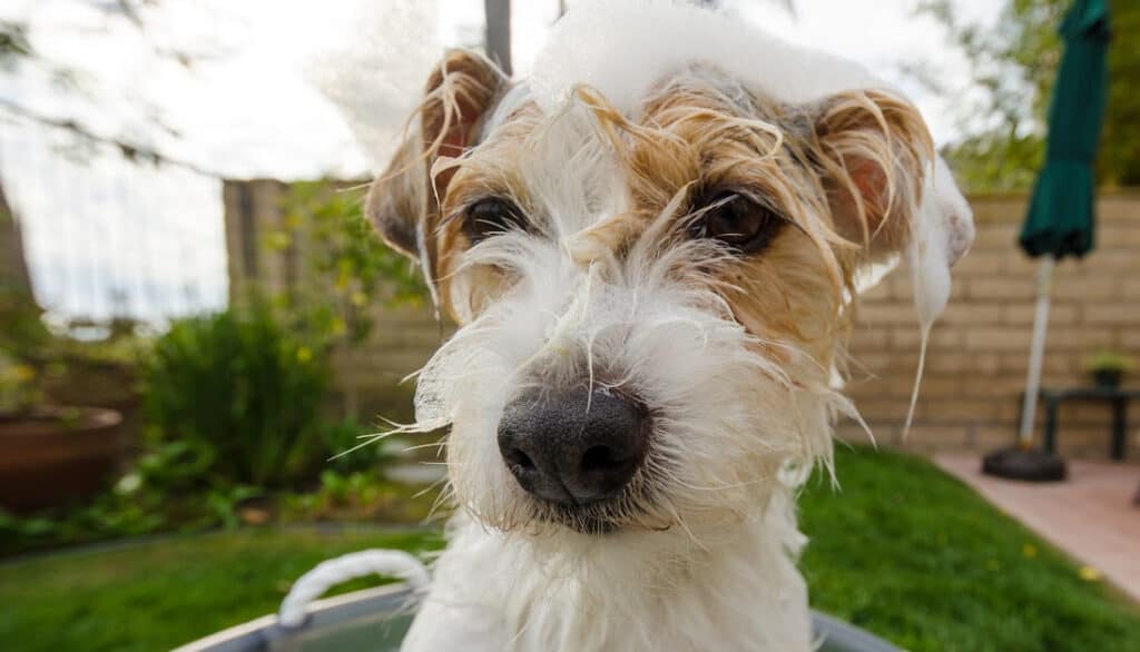 picture of scruffy dog with bubbles on his head from a bath