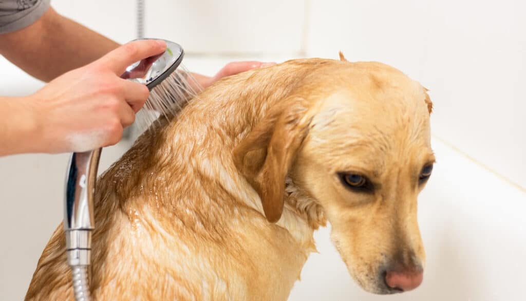 picture of yellow lab getting a bath
