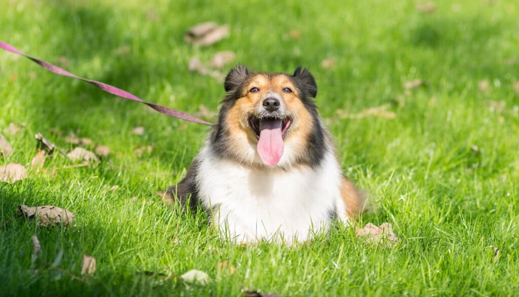 dog panting while laying in the grass