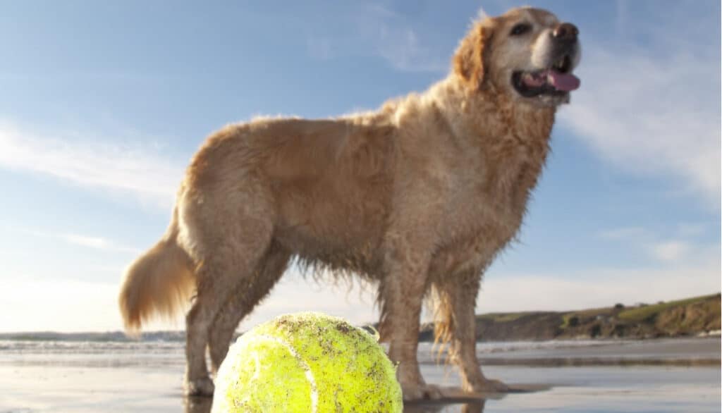 wet dog playing fetch on the beach