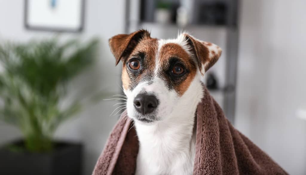jack Russel terrier wrapped in a towel