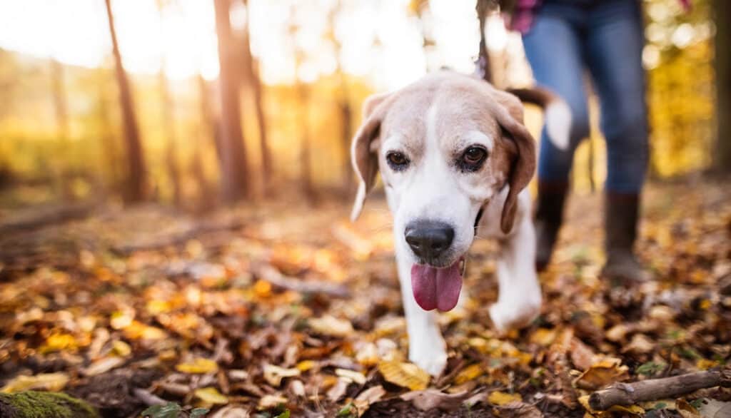 dog walking through fallen leaves with owner