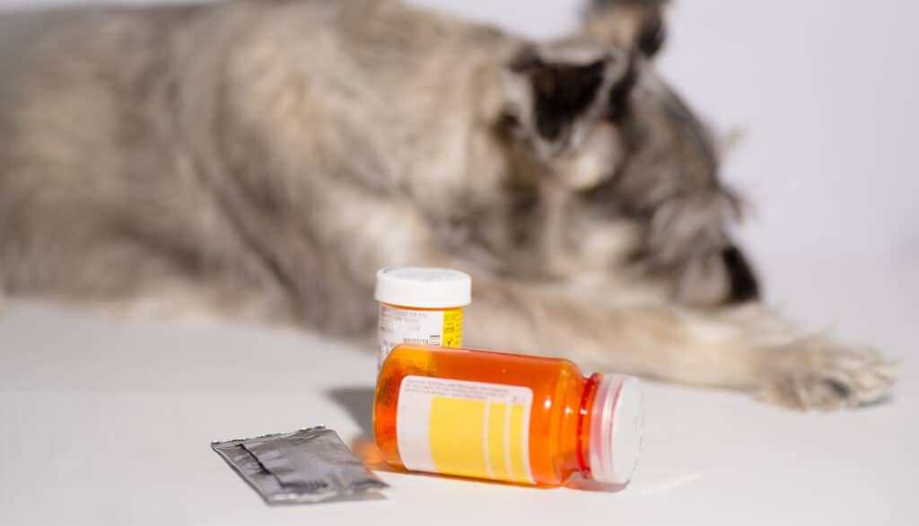 dog laying next to medication bottles