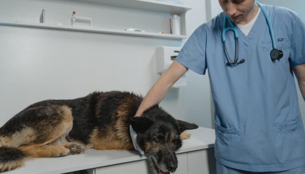 picture of dog on exam table with vet