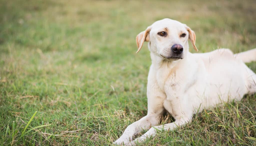 dog laying in grass