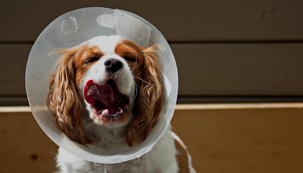 picture of a king charles cavalier licking lips while wearing a cone