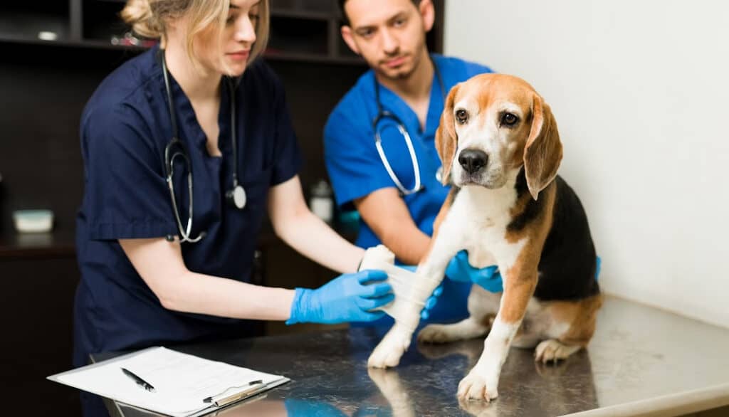 dog being seen by vet staff for an injured leg