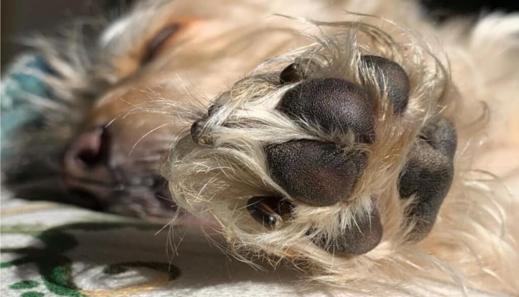 furry dog paw moisturized by bag balm