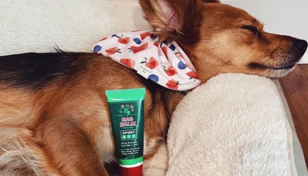 dog laying down with a tube of bag balm