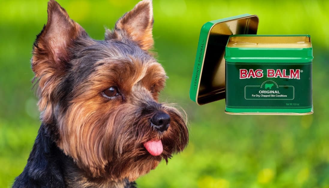 can-you-use-bag-balm-on-dogs-is-it-safe