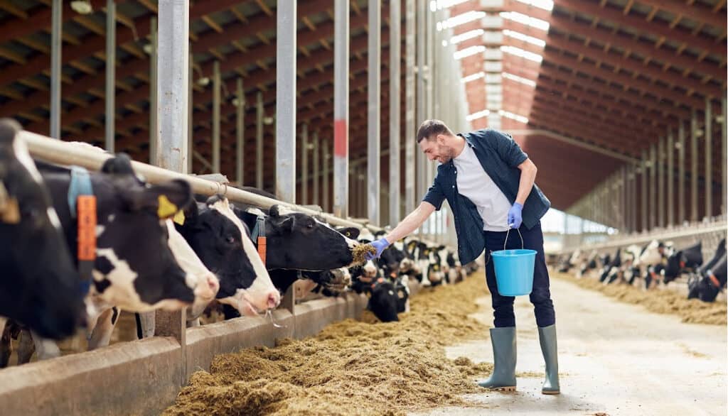 dairy farmer feeding milking cows