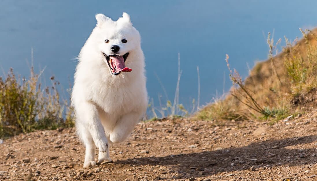 Can you Use Calamine Lotion On Dogs? Find Out Here!