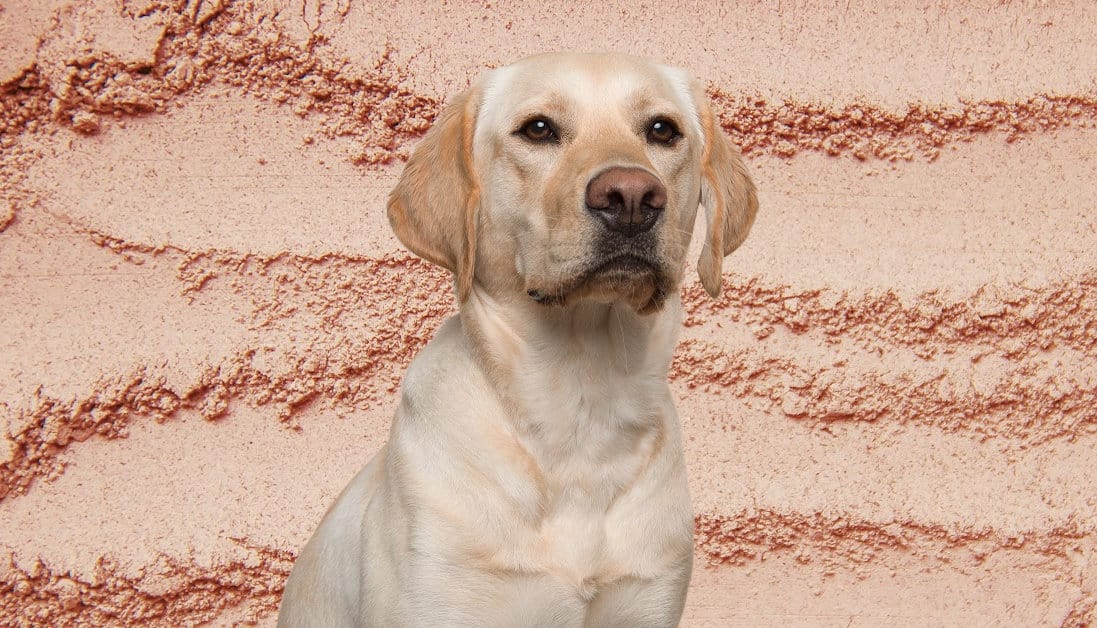 Can you Use Calamine Lotion On Dogs? Find Out Here!