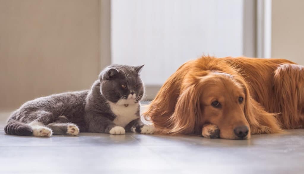 picture of gray and white cat and golden retriever laying on the floor