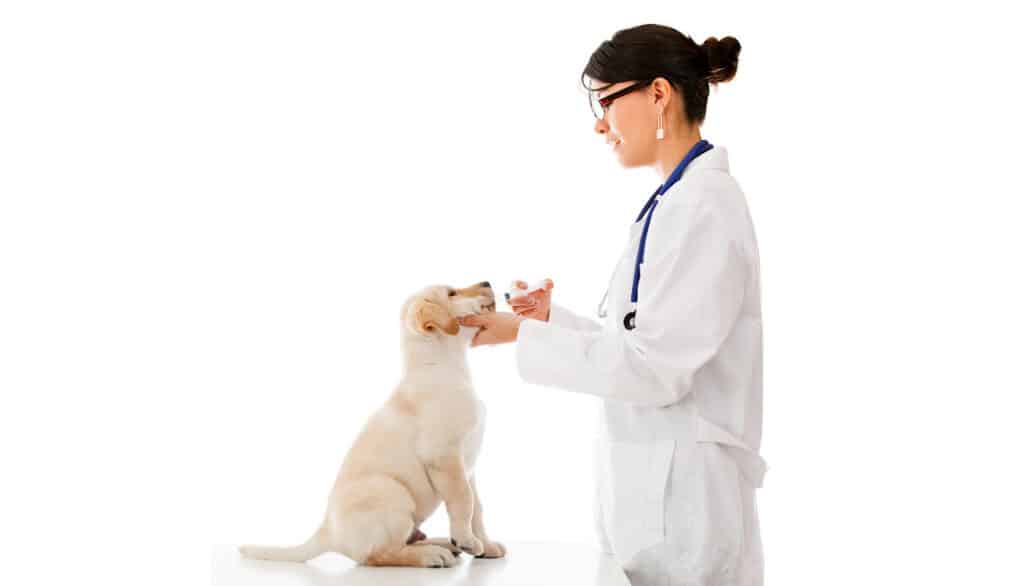 veterinarian giving puppy medication