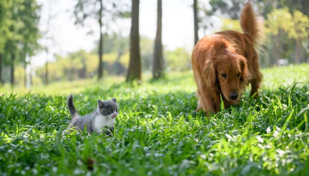 golden retriever and gray and white kitten in the grass