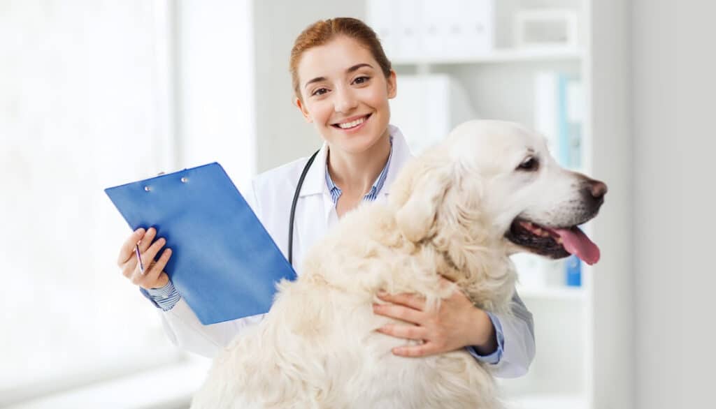 golden retriever with veterinarian